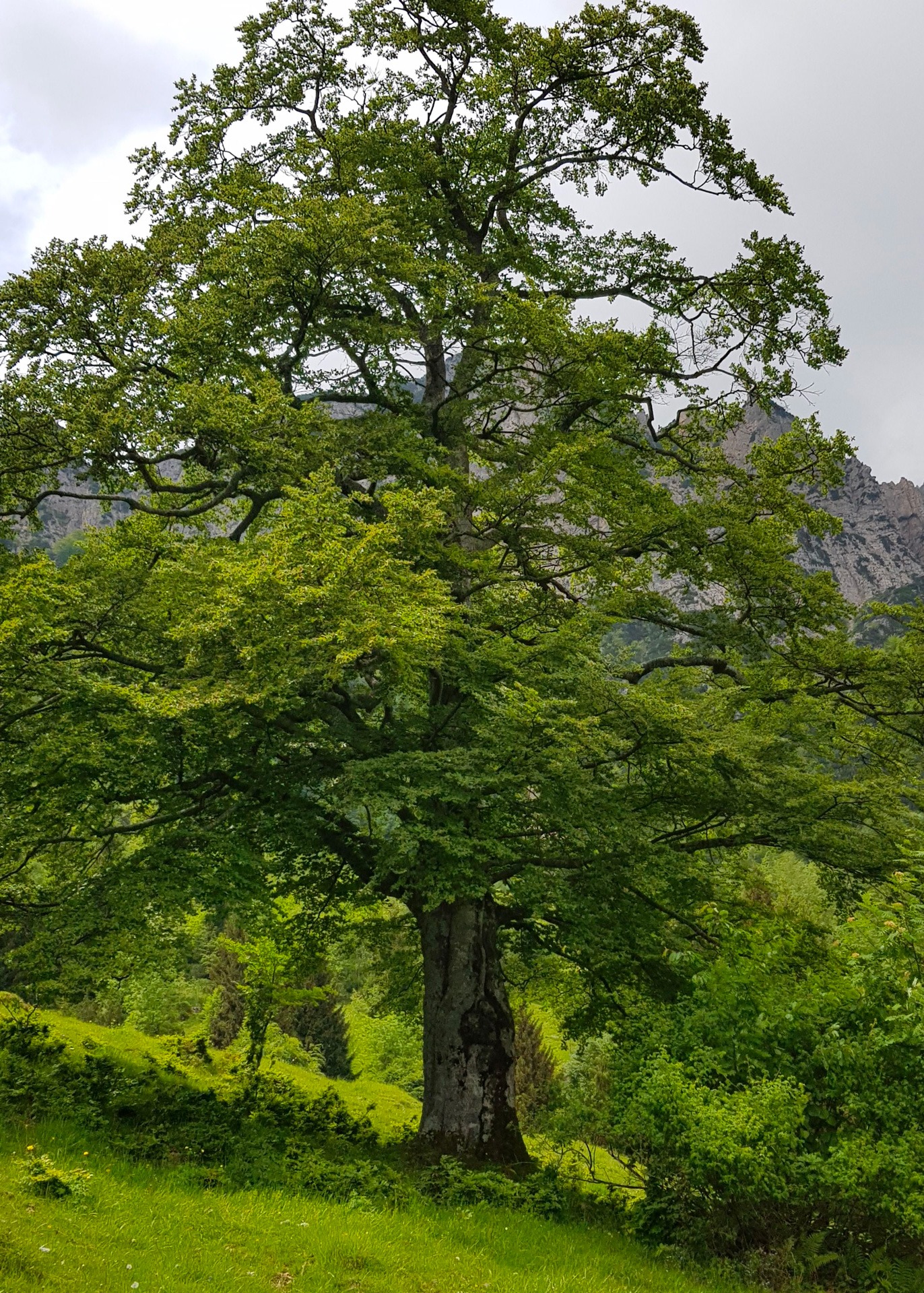 Sentiero dei grandi Alberi