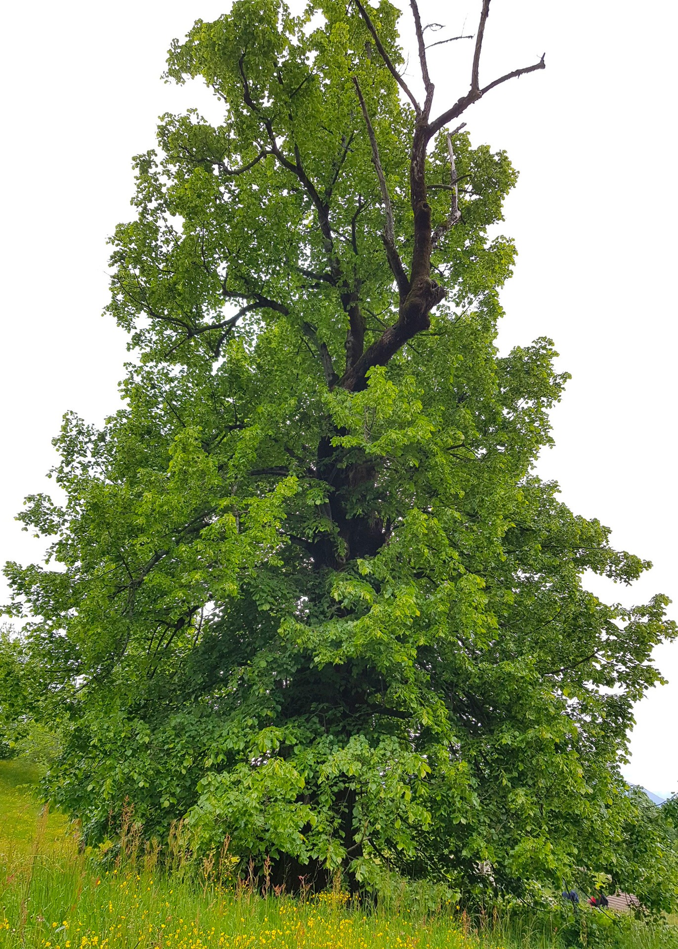 Sentiero dei grandi Alberi